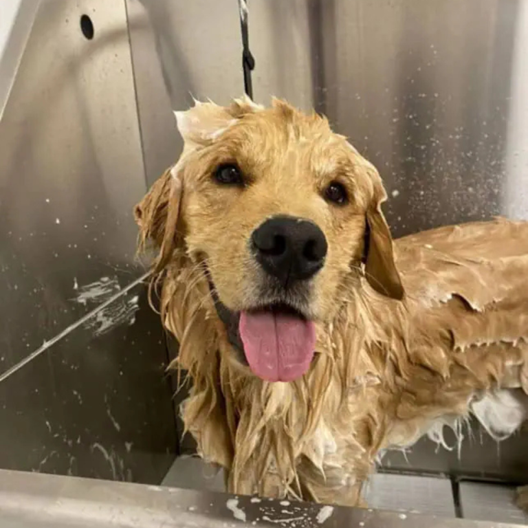 Woof Gang Dog Bathing