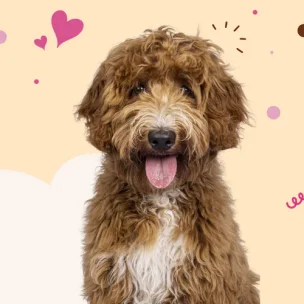 Woof Gang Large Dogs Grooming