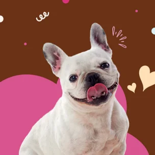 Woof Gang Medium Dogs Grooming