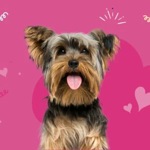 Woof Gang Small Dogs Grooming