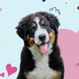 Woof Gang XL Dogs Grooming