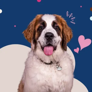 Woof Gang XXL Dogs Grooming